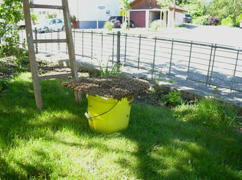 Der Bienenschwarm im Eimer