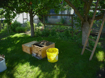 Das neue Schlafquartier des Bienenschwarms