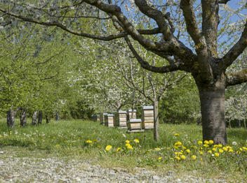 Blick auf einen Teils des Bienenstands