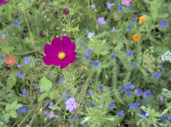 Blume