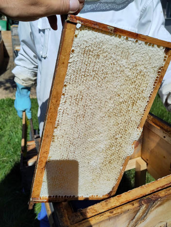 Capped honey comb