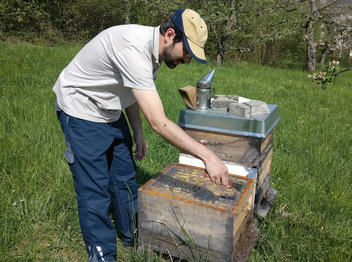 Arbeiten am Bienenstand