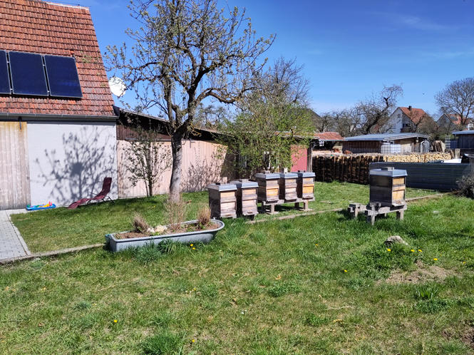 View on the apiary in early spring