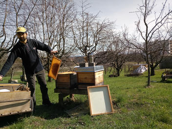 Entnahme überschüssiger Futterwaben (28.03.2021)