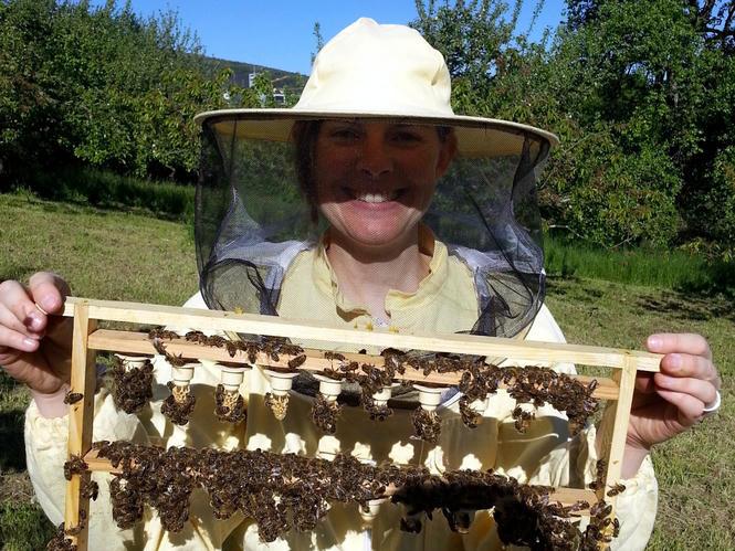 Frame with capped queen cells